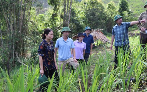 Đồng chí Hà Thị Hương – TUV, Bí thư Huyện ủy, Chủ tịch HĐND huyện kiểm tra tiến độ trồng cây gai xanh tại xã Nam Tiến