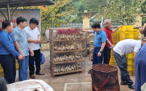 Triển khai dự án Liên kết sản xuất gà bản địa tại xã Nam Tiến